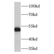 WB analysis of mouse cerebellum tissue, using TMEM120B antibody (1/600 dilution).