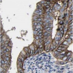 Transmembrane Protein 77 (TMEM77) Antibody