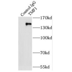 TMF1-Specific Antibody