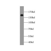 WB analysis of HepG2 cells, using TMF1-Specific antibody (1/300 dilution).