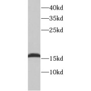 WB analysis of mouse skeletal muscle tissue, using TNNC1 antibody (1/1000 dilution).