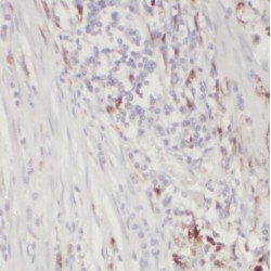 Target of EGR1 Protein 1 (TOE1) Antibody