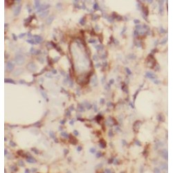 Mitochondrial Import Receptor Subunit TOM6 Homolog (TOMM6) Antibody