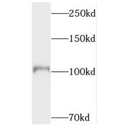 WB analysis of K-562 cells, using TOP3A antibody (1/1000 dilution).