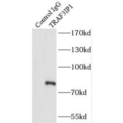 TRAF3 Interacting Protein 1 (TRAF3IP1) Antibody