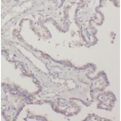 TNF Receptor-Associated Factor 5 (TRAF5) Antibody