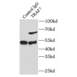 TNF Receptor-Associated Factor 7 (TRAF7) Antibody