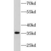 WB analysis of HepG2 cells, using TRAIL antibody (1/1000 dilution).