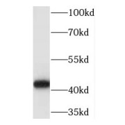 WB analysis of HepG2 cells, using TRAM2 antibody (1/500 dilution).