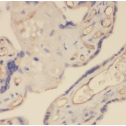 Trafficking Protein Particle Complex Subunit 3 (TRAPPC3) Antibody