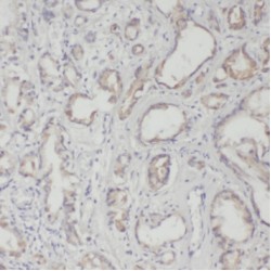 Tripartite Motif-Containing Protein 5 (TRIM5) Antibody