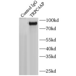 Short Transient Receptor Potential Channel 4-Associated Protein (TRPC4AP) Antibody