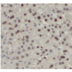 Thioredoxin (TRX) Antibody