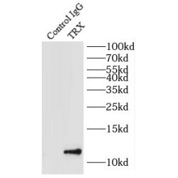 Thioredoxin (TRX) Antibody