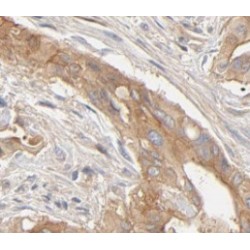 Thioredoxin 2, Mitochondrial (TXN2) Antibody