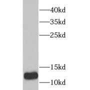 WB analysis of Raji cells, using TRX2, TXN2 antibody (1/1000 dilution).