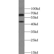 WB analysis of HeLa cells, using TSC22D4 antibody (1/200 dilution).