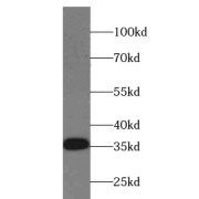 WB analysis of HEK-293 cells, using TSFM antibody (1/600 dilution).