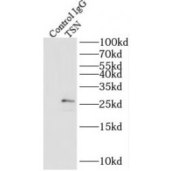 Translin (TSN) Antibody