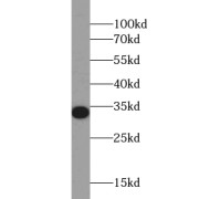 WB analysis of HL-60 cells, using TSPAN2 antibody (1/500 dilution).