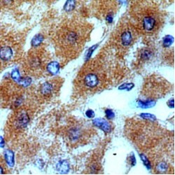 Tetraspanin 33 (TSPAN33) Antibody