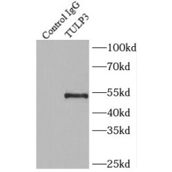 Tubby-Related Protein 3 (TULP3) Antibody