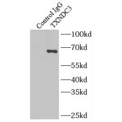 Thioredoxin Domain-Containing Protein 3 (TXNDC3) Antibody