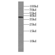 WB analysis of HeLa cells, using U2AF35 antibody (1/1000 dilution).