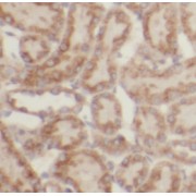 IHC-P analysis of human kidney tissue, using UBA52 antibody (1/50 dilution).