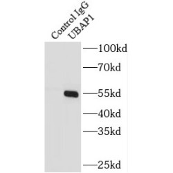 Ubiquitin-Associated Protein 1 (UBAP1) Antibody