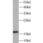 WB analysis of HeLa cells, using UBE2L3 antibody (1/1000 dilution).