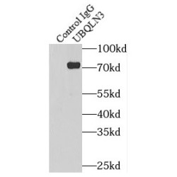 Ubiquilin-3 (UBQLN3) Antibody