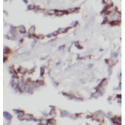 UBX Domain-Containing Protein 11 (UBXN11) Antibody