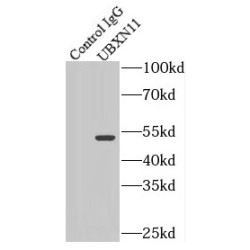 UBX Domain-Containing Protein 11 (UBXN11) Antibody