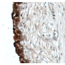 Uroplakin-2 (UPK2) Antibody