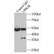 IP analysis of mouse testis tissue lysate (4000 µg), using UPK3B antibody (2 µg, detection: 1/300 dilution).