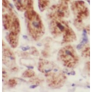 IHC-P analysis of human heart tissue, using UQCR antibody (1/50 dilution).