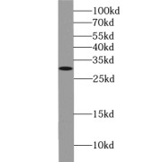 WB analysis of HEK-293 cells, using USE1 antibody (1/300 dilution).