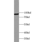 WB analysis of HEK-293 cells, using USP13 antibody (1/400 dilution).