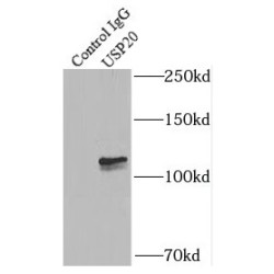 Ubiquitin Carboxyl-Terminal Hydrolase 20 (USP20) Antibody