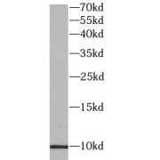 WB analysis of mouse lung tissue, using Uteroglobin antibody (1/1000 dilution).