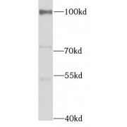 WB analysis of HepG2 cells, using UVRAG antibody (1/1000 dilution).