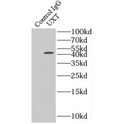 Ubiquitously Expressed Transcript Protein (UXT) Antibody