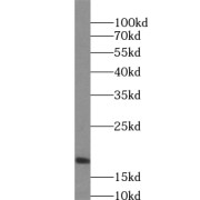 WB analysis of HeLa cells, using UXT antibody (1/400 dilution).