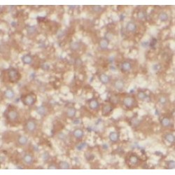 Proto-Oncogene Vav (VAV1) Antibody