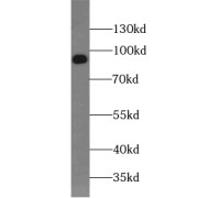 WB analysis of RAW 264.7 cells, using VCP antibody (1/1000 dilution).