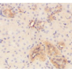 Vitelline Membrane Outer Layer Protein 1 (VMO1) Antibody