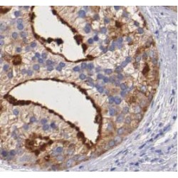 Pantetheinase (VNN1) Antibody