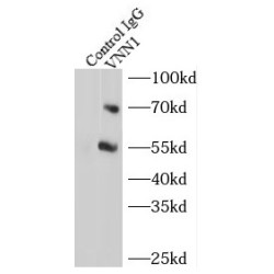 Pantetheinase (VNN1) Antibody