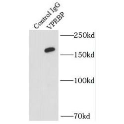 Vpr-Binding Protein (VPRBP) Antibody